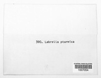 Labrella ptarmicae image